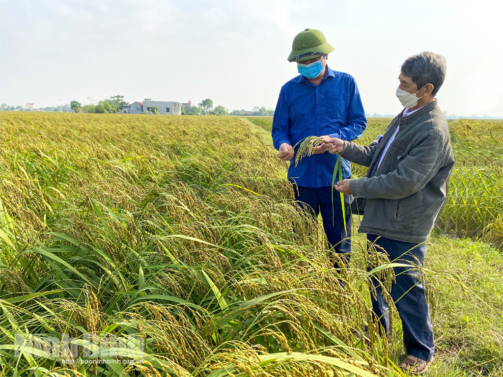 Giá lúa gạo hôm nay tiếp tục tăng với gạo