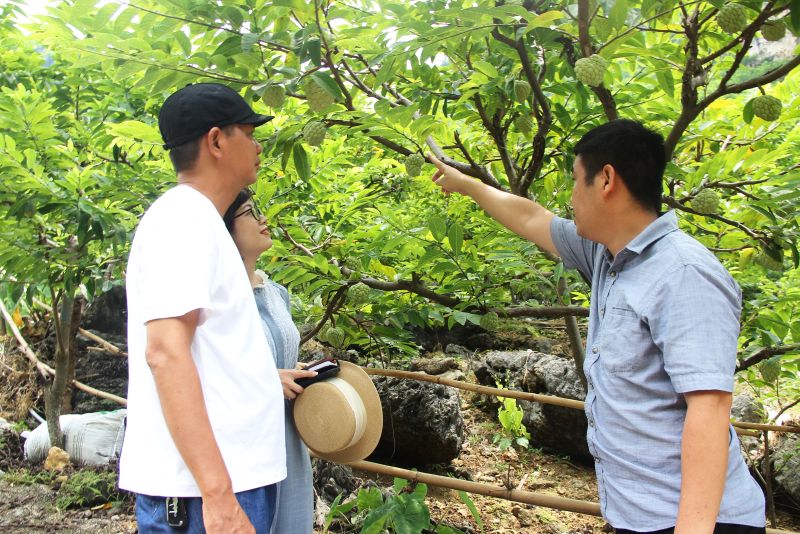 Khách du lịch tham quan, trải nghiệm và tìm hiểu về cây na tại Vườn Na Lũng Than, thị trấn Đồng Mỏ, huyện Chi Lăng
