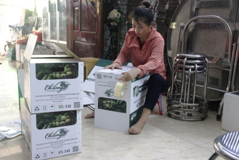 Thành viên Hợp tác xã Dịch vụ và Sản xuất nông nghiệp Đồng Mỏ, thị trấn Đồng Mỏ, huyện Chi Lăng đóng gói sản phẩm na đem đi tiêu thụ