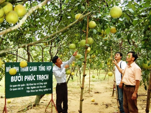 Bưởi Phúc Trạch là sản phẩm đầu tiên trong số các cây ăn quả có múi được Hà Tĩnh chọn lựa để thí điểm mô hình ứng dụng công nghệ số.