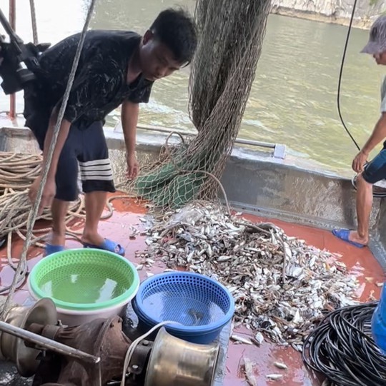 Quảng Ninh: Khởi tố chủ tàu cá dùng phương tiện đánh bắt tận diệt trên Vịnh Hạ Long