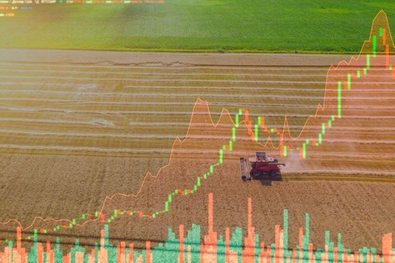 Thị trường gạo tăng nóng, cổ phiếu nhóm lương thực ra sao?