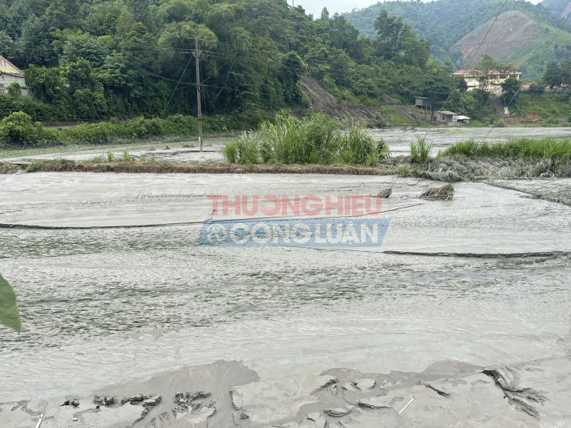 Nhiều ruộng lúa, hoa màu của bà con bị “mất trắng” sau sự cố. Nhiều ruộng lúa, hoa màu của bà con bị “mất trắng” sau sự cố.