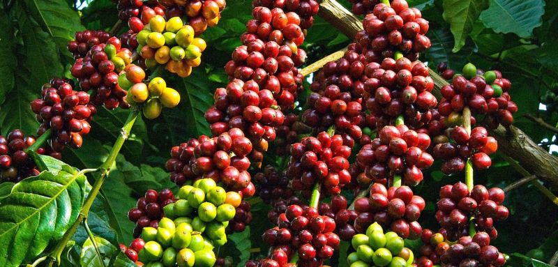 Giá cà phê hôm nay 13/8: Giá cà phê trong nước tiếp tục giảm từ 200 - 300 đồng/kg