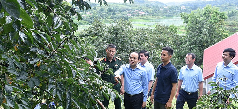 Bí thư Tỉnh ủy Lạng Sơn Nguyễn Quốc Đoàn cùng đoàn công tác thăm mô hình trồng hồng của bà con nhân dân tại thôn Bản Lành, xã Hòa Cư, huyện Cao Lộc