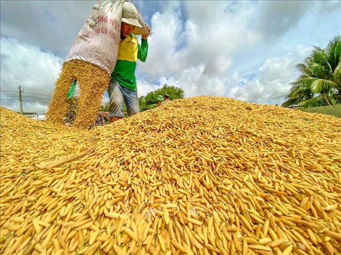 Giá lúa gạo hôm nay tăng trở lại