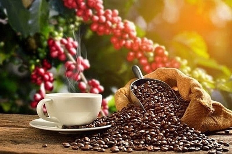 Giá cà phê trong nước ngày 20/8 giảm còn 64.300 đồng/kg