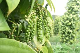 Giá tiêu hôm nay 20/8: Dao động trong khoảng 69.000 - 71.500 đồng/kg