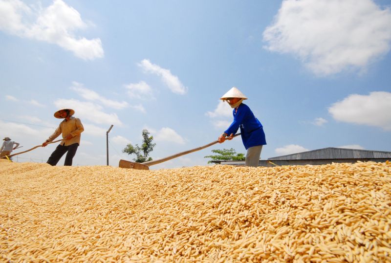 Giá lúa hôm nay tăng mạnh