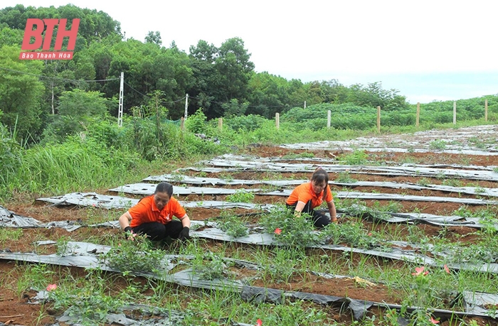 Diện tích sản xuất dược liệu của Công ty TNHH Tư vấn đầu tư và Phát triển nông nghiệp Vinaco tại xã Nguyệt Ấn (Ngọc Lặc) bị thiệt hại do thời tiết bất lợi.