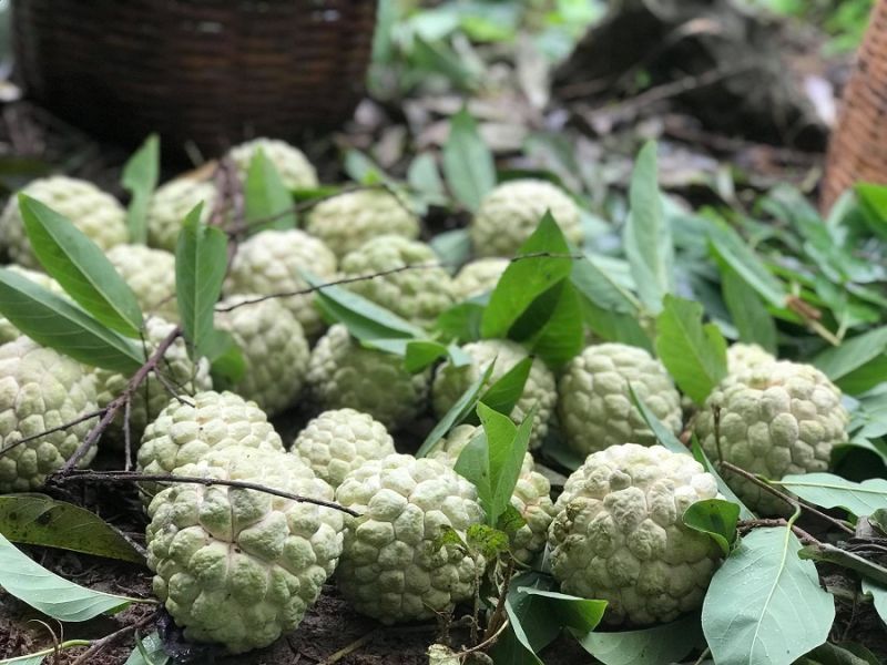 Na Chi Lăng: Trái ngọt vùng biên ải