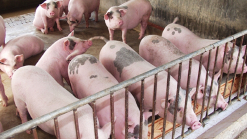 Giá heo hôm nay 28/8: Chững lại, cao nhất 59.000 đồng/kg