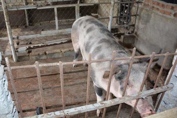 Lào Cai tăng cường phòng chống dịch bệnh tả lợn Châu Phi (Ảnh minh họa)