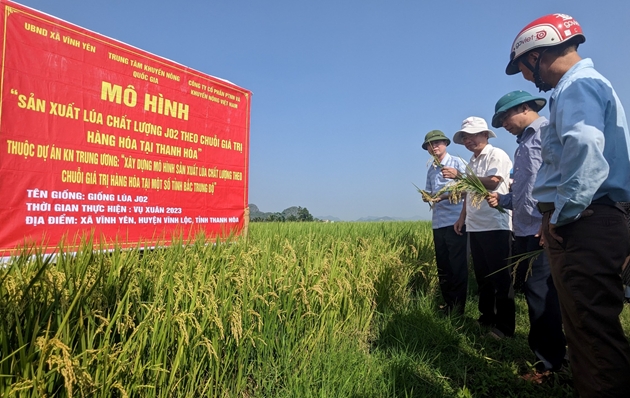 Lúa J02 được đánh giá đạt hiệu quả kinh tế rõ rệt tại Thanh Hóa