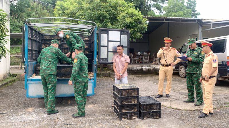 Biên phòng Quảng Ninh, bắt giữ vụ vận chuyển 18.000 con gà giống không rõ nguồn gốc