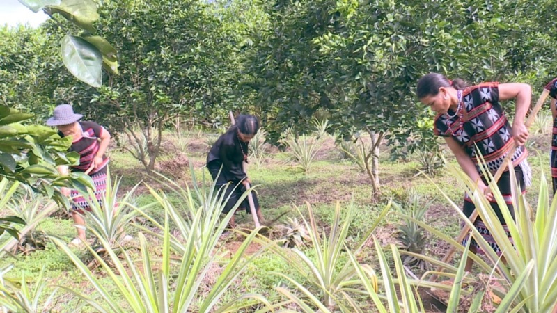 Những mô hình canh tác hiệu quả của người dân tộc thiểu số ở Nam Đông