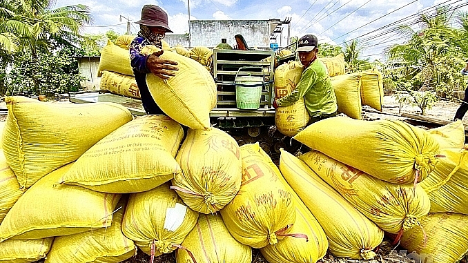 Giá lúa gạo hôm nay điều chỉnh giảm với gạo.