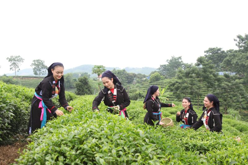 Chè Phú Lương nổi tiếng ở hai huyện Vô Tranh và Tức Tranh - nơi có những sản phẩm chè ngon thượng hạng, những đồi chè đẹp thu hút khách thập phương trải nghiệm rất đông