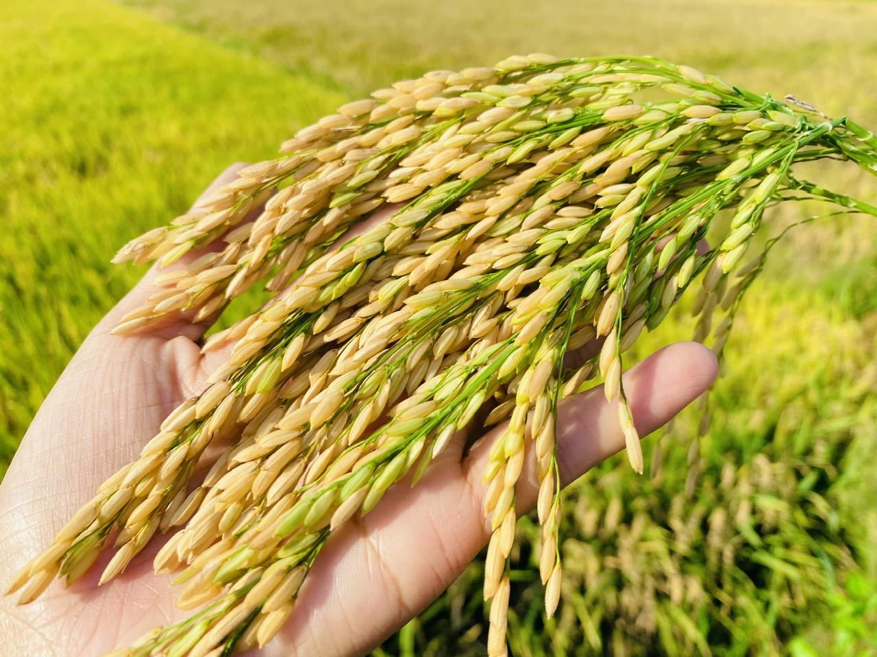 Giá lúa gạo hôm nay điều chỉnh giảm với gạo thành phẩm.
