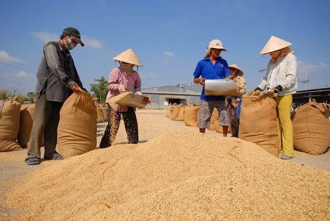 Giá lúa gạo hôm nay tiếp tục giảm với gạo.