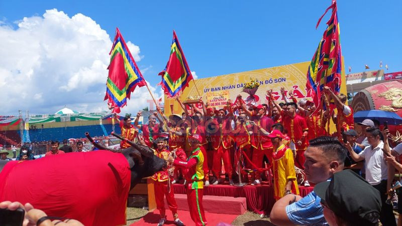 Hình ảnh ăn mừng vinh quang của trâu vô địch số 03 mùa Lễ hội chọi trâu Đồ Sơn 2023