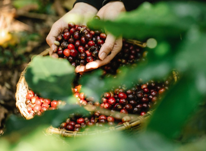 Giá cà phê hôm nay 02/10: Giá cà phê trong nước đi ngang