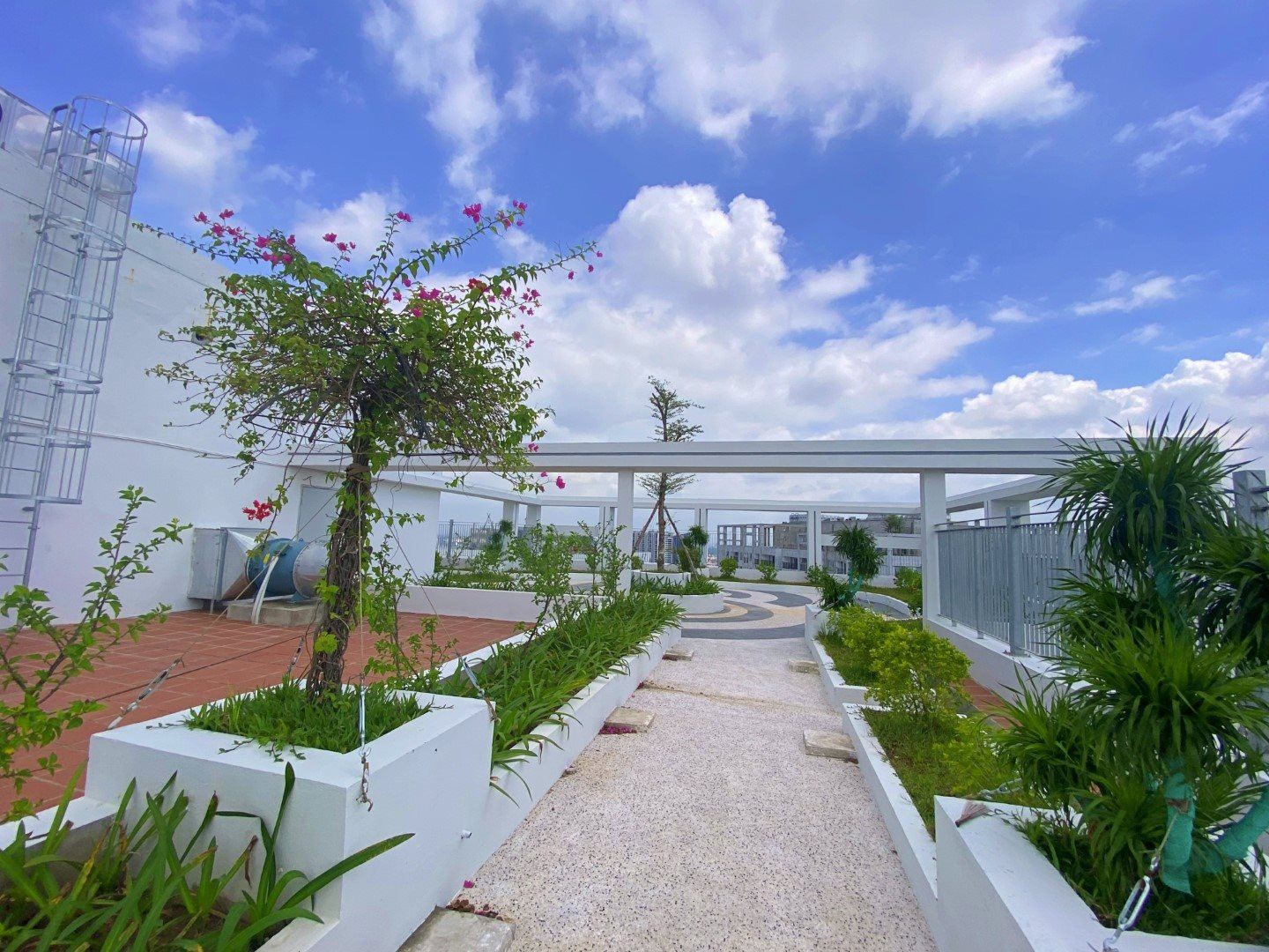 Cây xanh trên tầng mái dự án Feliz Homes đang mỗi ngày thêm tươi tốt