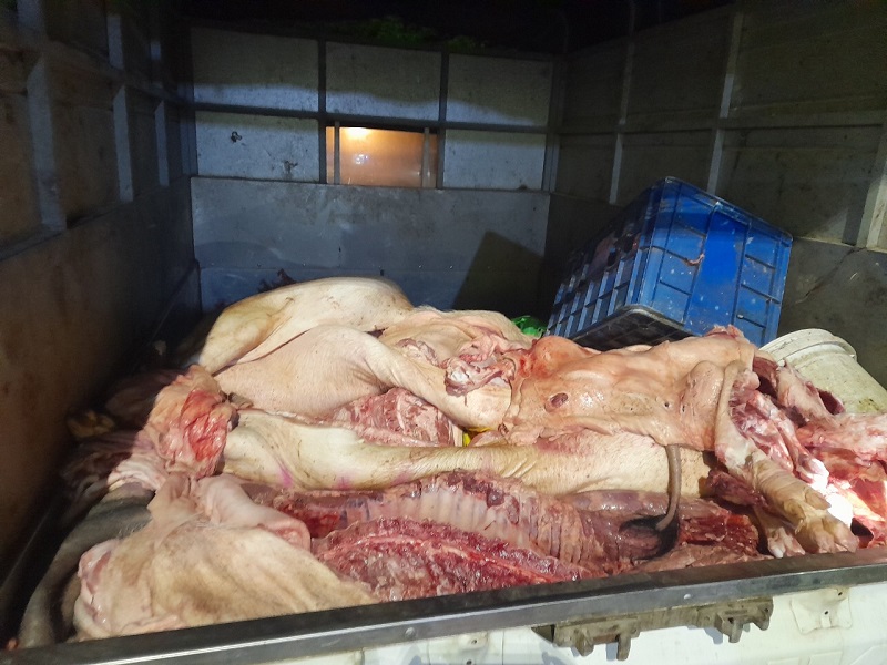 Hơn 1,3 tấn thịt lợn đang trong quá trình phân hủy, bốc mùi và biến đổi màu