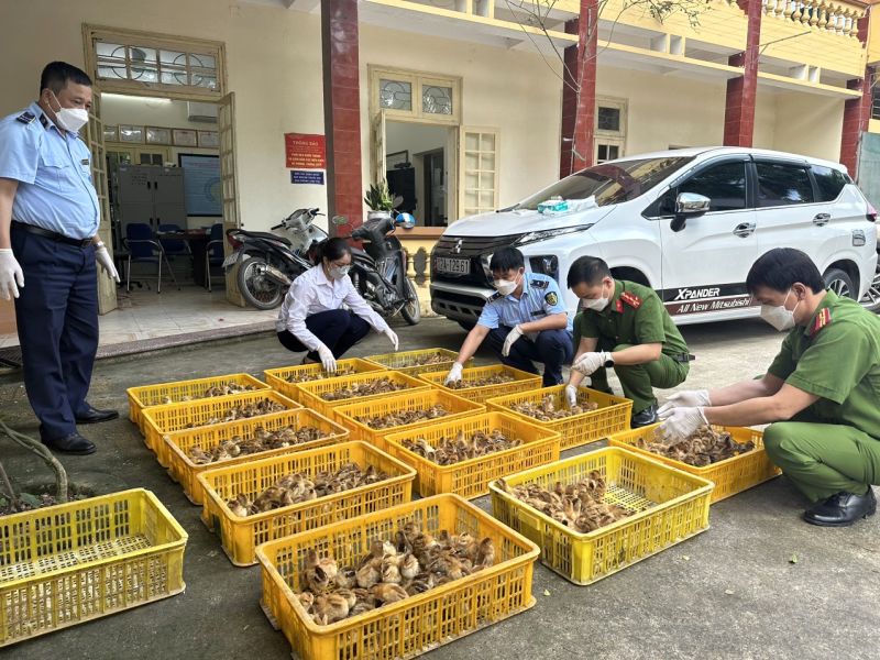 Lực lượng chức năng Lạng Sơn bắt giữ vụ vận chuyển gia cầm lậu