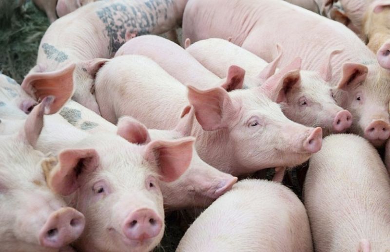 Giá heo hơi hôm nay 7/10: Giảm trên diện rộng, cao nhất 54.000 đồng/kg