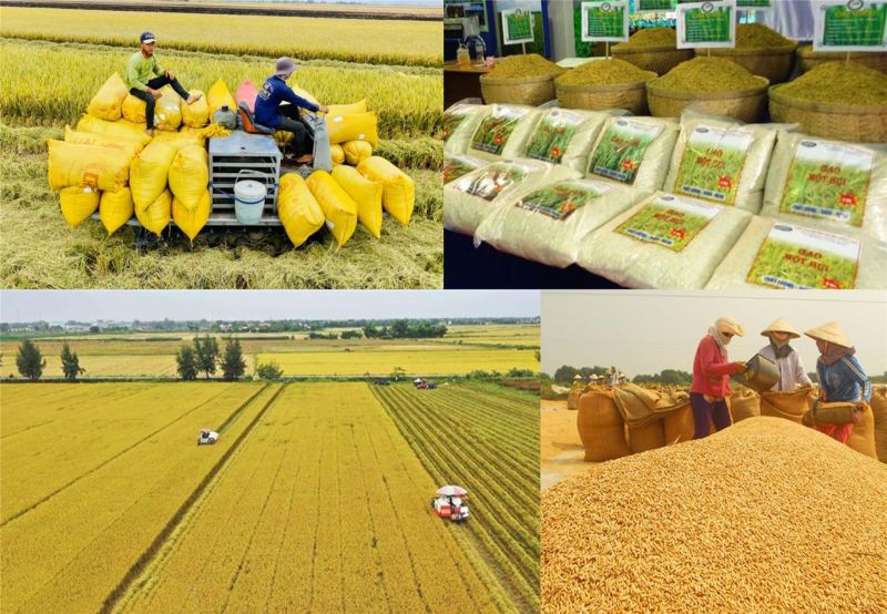 Giá lúa gạo hôm nay 08/10: Tiếp tục duy trì đà đi ngang