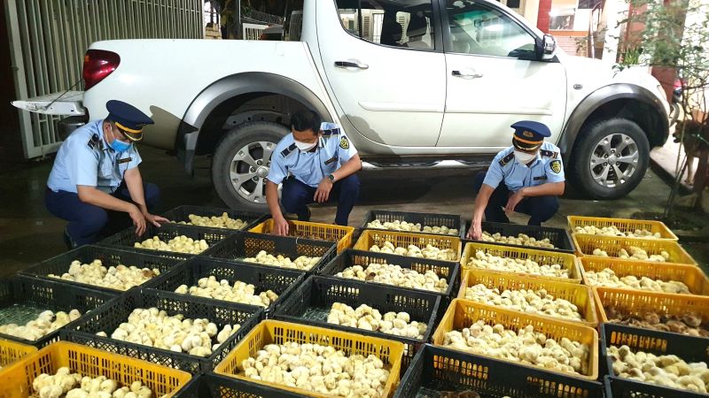 Lực lượng quản lý thị trường Lạng Sơn bắt giữ vụ vận chuyển gia cầm lậu