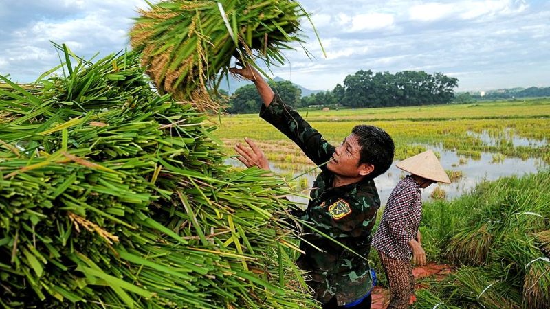 Giá lúa gạo hôm nay tiếp đà tăng (Ảnh minh họa).