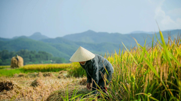 Giá lúa gạo hôm nay duy trì đà tăng (Ảnh minh họa)