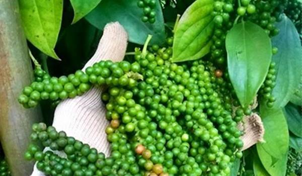 Giá tiêu hôm nay 20/10: Ổn định, dao động trong khoảng 67.500 - 71.000 đồng/kg