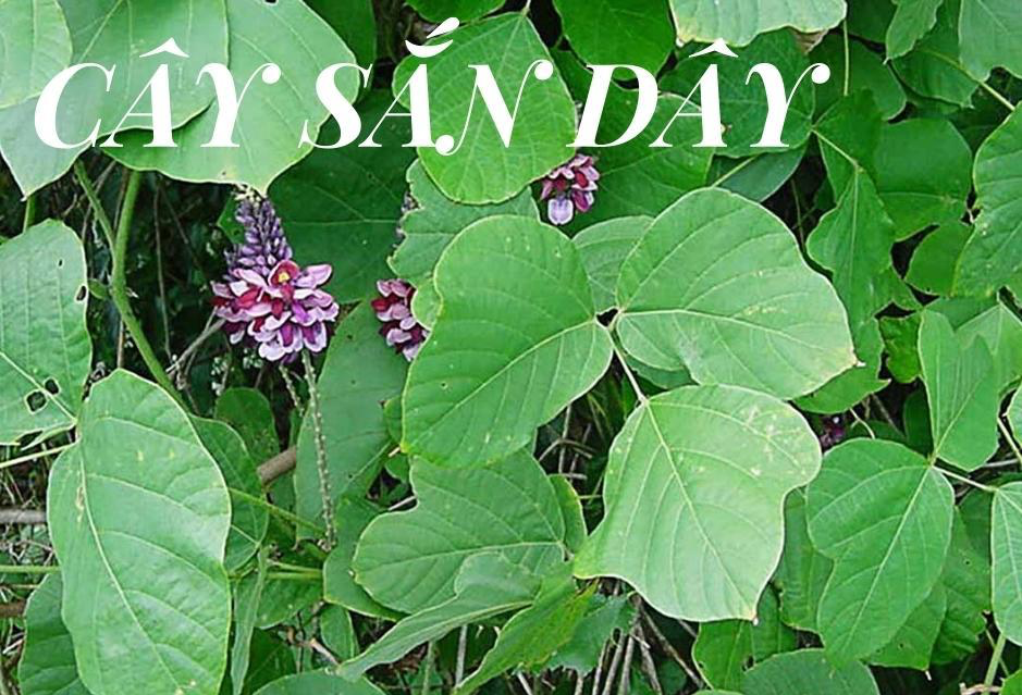 C&acirc;y sắn d&acirc;y xuất hiện rất nhiều trong c&aacute;c b&agrave;i thuốc giải rượu d&acirc;n gian