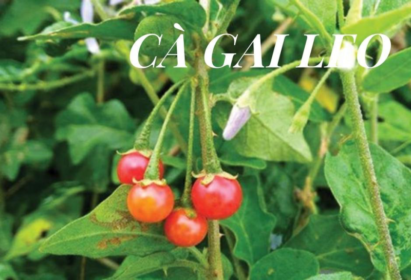 Theo kinh nghiệm d&acirc;n gian, c&agrave; gai leo giải say v&agrave; bảo vệ gan rất tốt