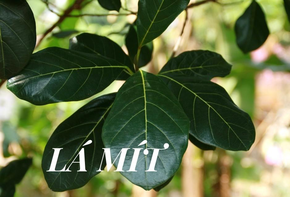 C&aacute;ch giải say bằng l&aacute; m&iacute;t chưa được biết đến nhiều