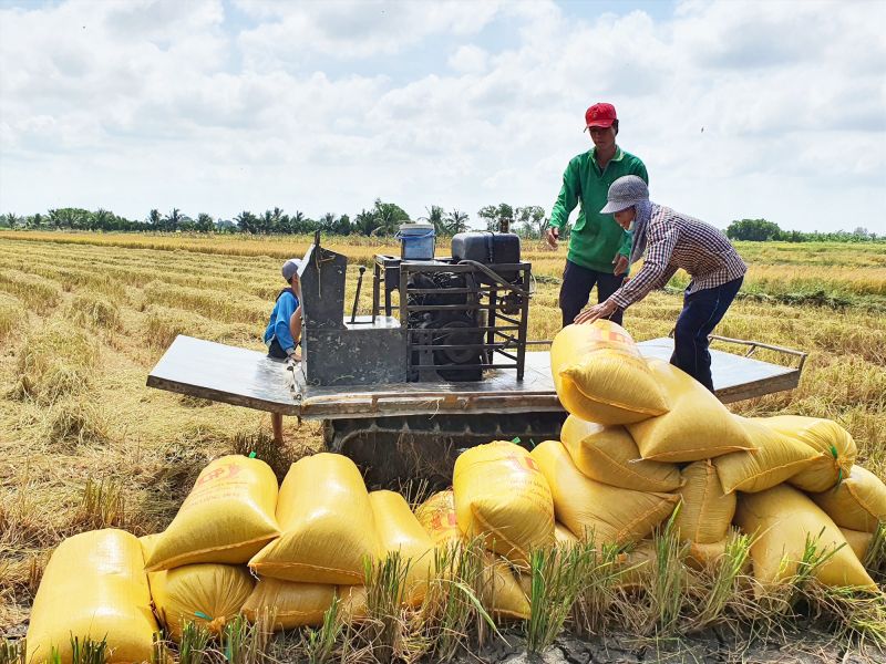 Hôm nay 26/10, giá lúa và gạo kéo dài đà tăng