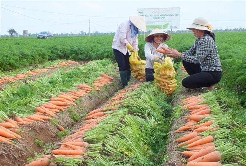 Sản phẩm nông nghiệp cà rốt được tỉnh Hải Dương coi là sản phẩm nông nghiệp chủ lực.