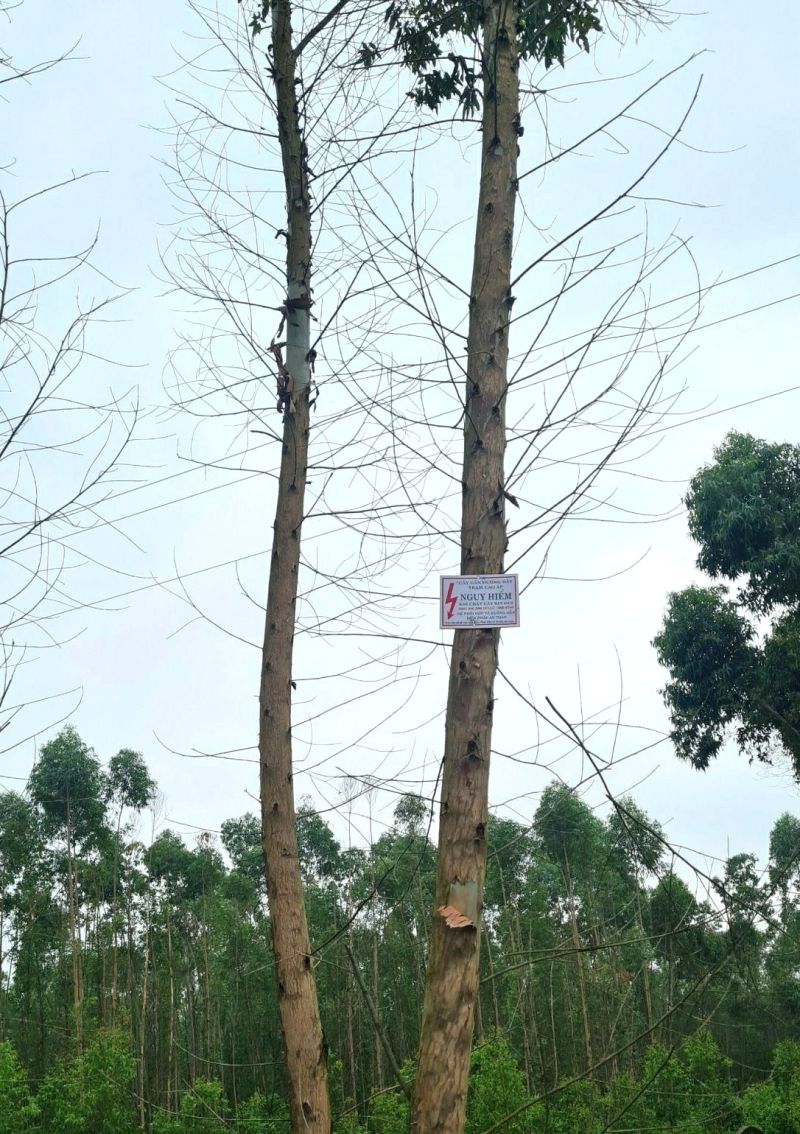 Điện lực Hiệp Hòa gắn biển cảnh báo, khuyến nghị người dân phối hợp biện pháp an toàn khi khai thác cây gần đường dây
