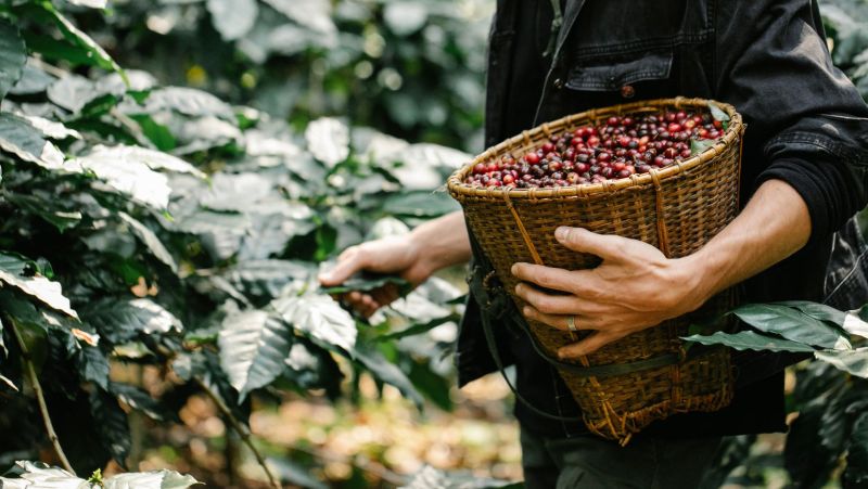 Giá cà phê hôm nay 28/10: Cà phê trong nước giảm thêm 400 đồng/kg