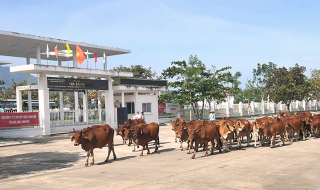 Đàn bò kéo về, đúng giờ học sinh đi học.