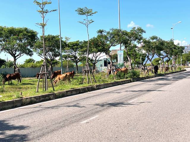 Bò thả rong đoạn đường Nguyễn Tất Thành nối dài