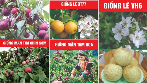 Bảo tồn các nguồn gen giống cây ăn quả ôn đới và nhiệt đới tại Lào Cai