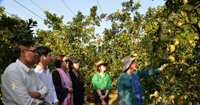 Các đại biểu tham quan vườn bưởi thôn Quán Thanh, xã Chi Lăng