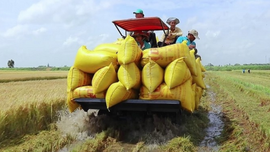 Giá lúa gạo hôm nay 3/11: Giá gạo tiếp đà giảm