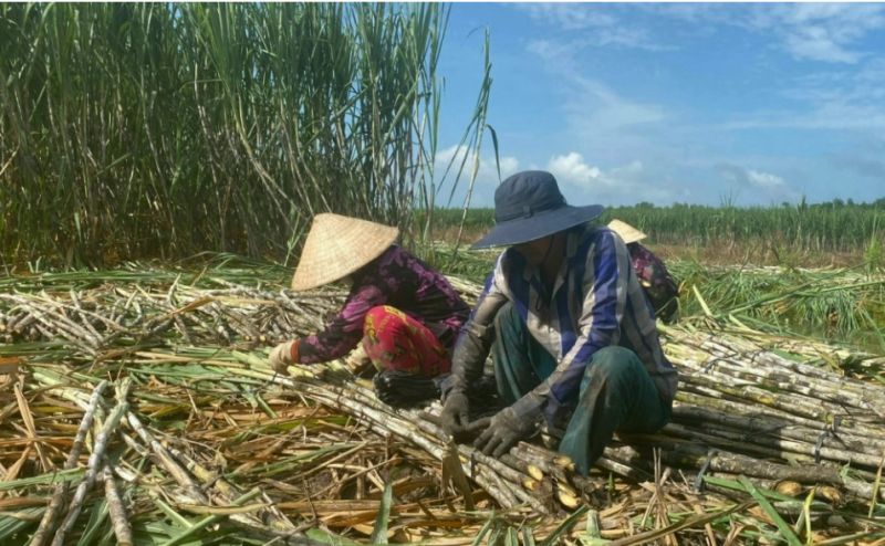 Giá mía ở Hậu Giang giảm mạnh