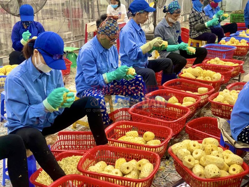 Các công nhân của Công ty Xuất khẩu nông sản Việt, TP. Thanh Hóa trong giờ làm việc