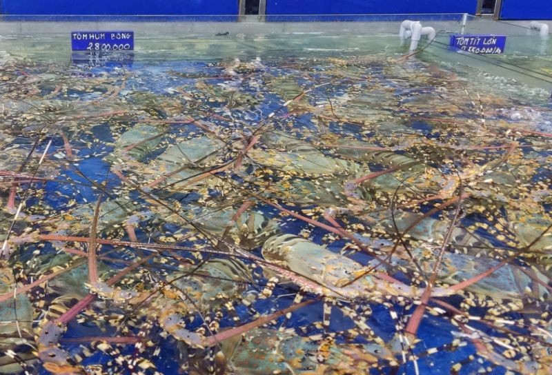 Giá tôm hùm bông bất ngờ giảm một nửa